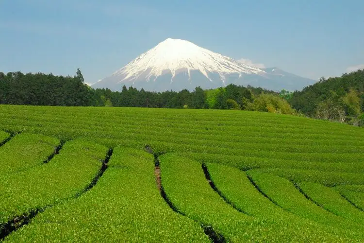 Single Garden Tea is Exceptional